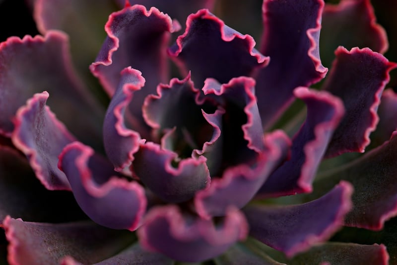 Succulent Wall
